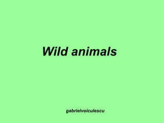Wild animals   gabrielvoiculescu 
