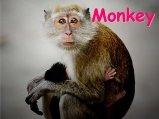 Monkey