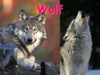 Wolf