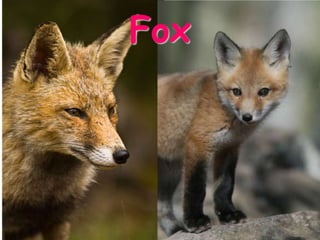 Fox