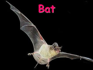 Bat