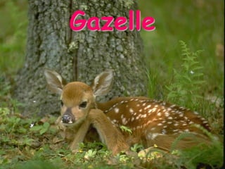 Gazelle