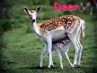 Deer