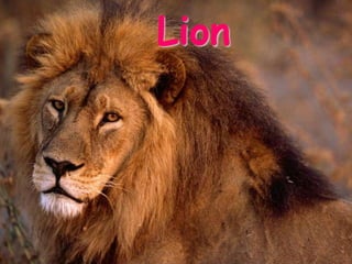 Lion