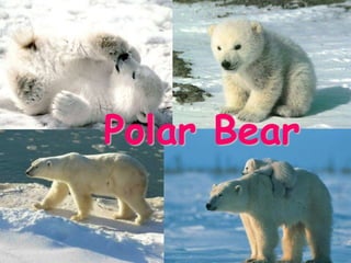 Polar Bear