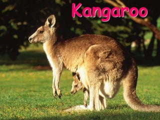 Kangaroo