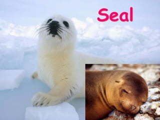 Seal