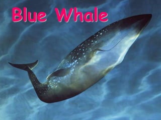 Blue Whale