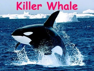 Killer Whale