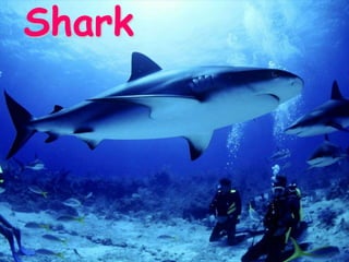 Shark