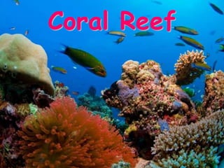 Coral Reef