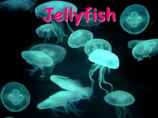 Jellyfish