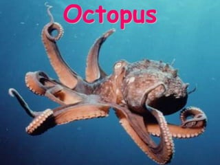 Octopus