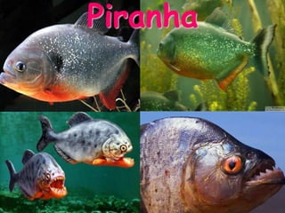 Piranha