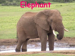Elephant