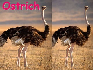 Ostrich