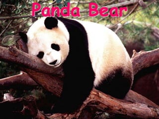 Panda Bear