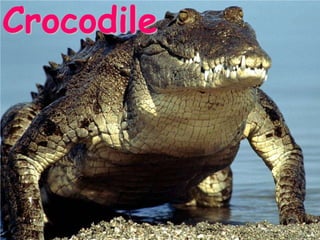 Crocodile