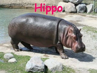 Hippo