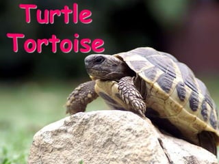 Turtle
Tortoise
