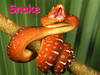 Snake