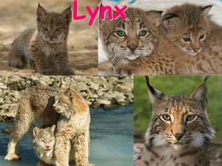 Lynx