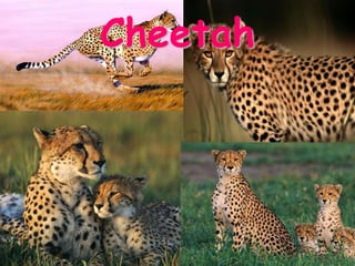 Cheetah