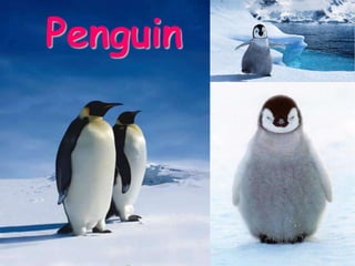 Penguin