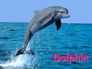 Dolphin