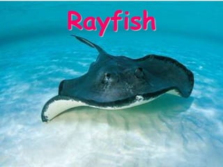 Rayfish