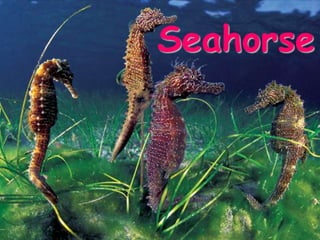 Seahorse