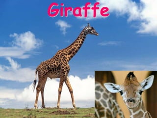 Giraffe