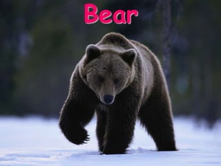 Bear