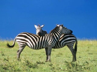 Wild animals