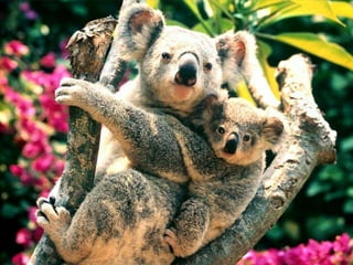 Wild animals