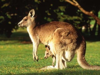 Wild animals