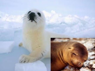 Wild animals