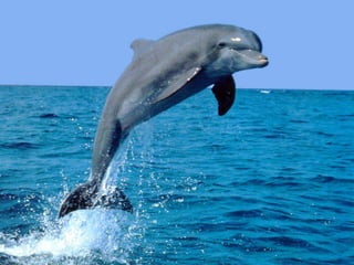 Wild animals