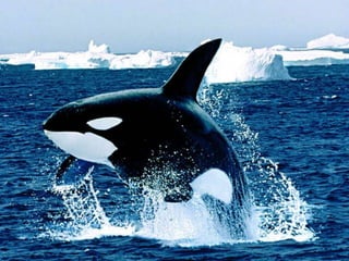Wild animals