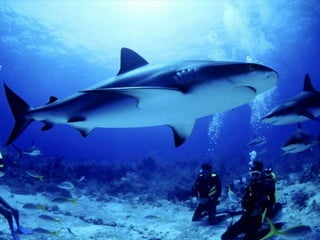 Wild animals