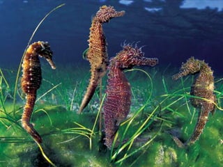 Wild animals