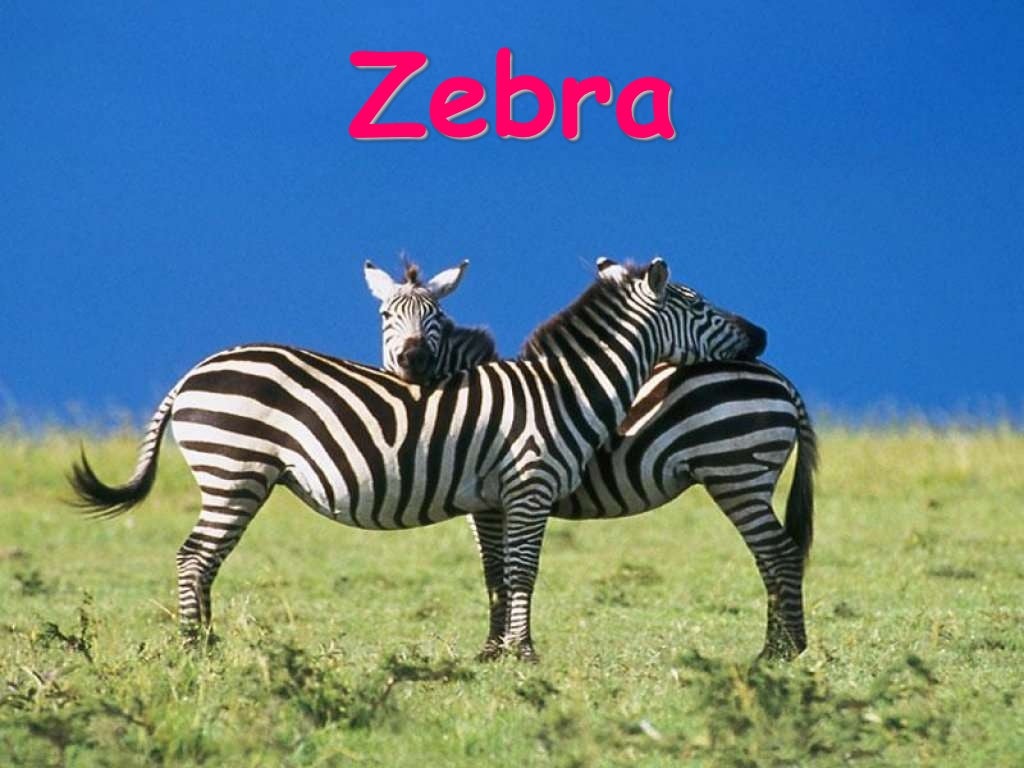 Wild animals