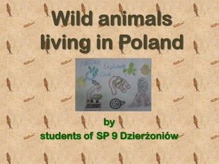 Wild animals
living in Poland


             by
students of SP 9 Dzierżoniów
 