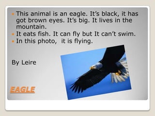  This animal is an eagle. It’s black, it has
  got brown eyes. It’s big. It lives in the
  mountain.
 It eats fish. It can fly but It can’t swim.
 In this photo, it is flying.



By Leire



EAGLE
 