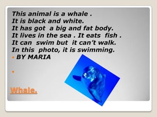 This animal is a whale .
It is black and white.
It has got a big and fat body.
It lives in the sea . It eats fish .
It can swim but it can’t walk.
In this photo, it is swimming.
 BY MARIA




Whale.
 