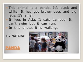  This animal is a panda. It’s black and
  white. It has got brown eyes and big
  legs. It’s small.
 It lives in Asia. It eats bamboo. It
  can’t swim but it can run.
 In this photo, it is walking.


BY NAIARA


PANDA
 