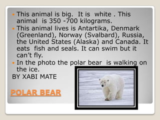  This animal is big. It is white . This
  animal is 350 -700 kilograms.
 This animal lives is Antartika, Denmark
  (Greenland), Norway (Svalbard), Russia,
  the United States (Alaska) and Canada. It
  eats fish and seals. It can swim but it
  can’t fly.
 In the photo the polar bear is walking on
  the ice.
BY XABI MATE

POLAR BEAR
 