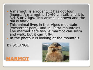    A marmot is a rodent. It has got four
    fingers. A marmot is 50-60 cm tall, and it is
    3,4-5 or 7 kgs. This animal is brown and the
    tail is black.
   This animal lives in the Alpes mountain
    (westerner part), and in Tetra mountains.
    The marmot eats fish. A marmot can swim
    and walk, but it can´t fly.
   In the photo it is looking at the mountais.

BY SOLANGE



MARMOT
 