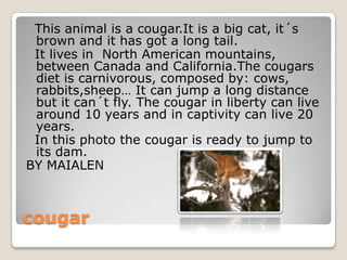 This animal is a cougar.It is a big cat, it´s
 brown and it has got a long tail.
 It lives in North American mountains,
 between Canada and California.The cougars
 diet is carnivorous, composed by: cows,
 rabbits,sheep… It can jump a long distance
 but it can´t fly. The cougar in liberty can live
 around 10 years and in captivity can live 20
 years.
 In this photo the cougar is ready to jump to
 its dam.
BY MAIALEN



cougar
 