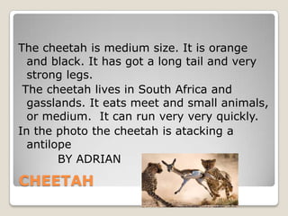 The cheetah is medium size. It is orange
  and black. It has got a long tail and very
  strong legs.
 The cheetah lives in South Africa and
  gasslands. It eats meet and small animals,
  or medium. It can run very very quickly.
In the photo the cheetah is atacking a
  antilope
        BY ADRIAN

CHEETAH
 